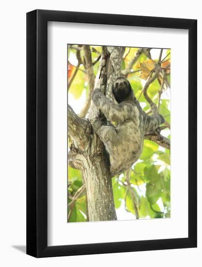 Sloth-Katrin Schloegl-Framed Photographic Print