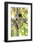 Sloth-Katrin Schloegl-Framed Photographic Print