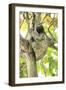 Sloth-Katrin Schloegl-Framed Photographic Print