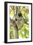 Sloth-Katrin Schloegl-Framed Photographic Print