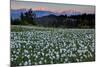 Slovenia, Alps, Narcissi Narcissus Poeticus in Front of the Julischen Alps-Bernd Rommelt-Mounted Photographic Print