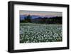 Slovenia, Alps, Narcissi Narcissus Poeticus in Front of the Julischen Alps-Bernd Rommelt-Framed Photographic Print