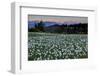 Slovenia, Alps, Narcissi Narcissus Poeticus in Front of the Julischen Alps-Bernd Rommelt-Framed Photographic Print