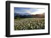 Slovenia, Alps, Narcissi Narcissus Poeticus in Front of the Julischen Alps-Bernd Rommelt-Framed Photographic Print