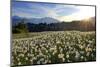 Slovenia, Alps, Narcissi Narcissus Poeticus in Front of the Julischen Alps-Bernd Rommelt-Mounted Photographic Print