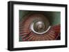 Slovenia, Ljubljana. Spiral staircase seen top down.-Jaynes Gallery-Framed Photographic Print