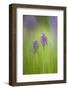 Slovenia, Orchis Militaris in the Green Grass-Cristiana Damiano-Framed Photographic Print