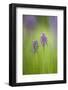 Slovenia, Orchis Militaris in the Green Grass-Cristiana Damiano-Framed Photographic Print