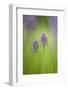 Slovenia, Orchis Militaris in the Green Grass-Cristiana Damiano-Framed Photographic Print