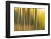 Slovenia, Triglav National Park. Freeform images of tree trunks with fall colors behind.-Ellen Goff-Framed Photographic Print