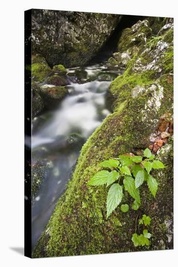 Slovenia, Triglav, National-Park, Rapids, Nature, Plants, Torrent-Rainer Mirau-Stretched Canvas