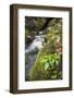 Slovenia, Triglav, National-Park, Rapids, Nature, Plants, Torrent-Rainer Mirau-Framed Photographic Print