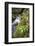 Slovenia, Triglav, National-Park, Rapids, Nature, Plants, Torrent-Rainer Mirau-Framed Photographic Print