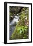 Slovenia, Triglav, National-Park, Rapids, Nature, Plants, Torrent-Rainer Mirau-Framed Photographic Print