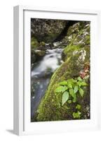 Slovenia, Triglav, National-Park, Rapids, Nature, Plants, Torrent-Rainer Mirau-Framed Photographic Print