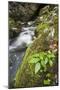 Slovenia, Triglav, National-Park, Rapids, Nature, Plants, Torrent-Rainer Mirau-Mounted Photographic Print