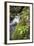 Slovenia, Triglav, National-Park, Rapids, Nature, Plants, Torrent-Rainer Mirau-Framed Photographic Print