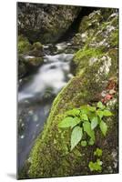 Slovenia, Triglav, National-Park, Rapids, Nature, Plants, Torrent-Rainer Mirau-Mounted Photographic Print