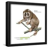 Slow Loris (Nycticebus Coucang), Primate, Mammals-Encyclopaedia Britannica-Framed Poster