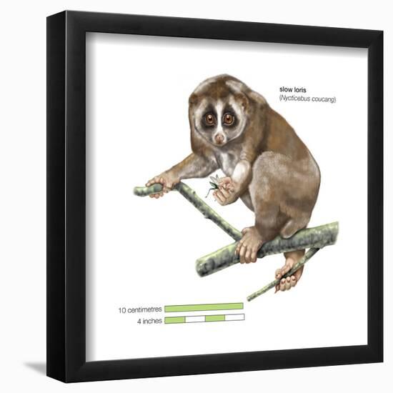 Slow Loris (Nycticebus Coucang), Primate, Mammals-Encyclopaedia Britannica-Framed Poster