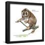 Slow Loris (Nycticebus Coucang), Primate, Mammals-Encyclopaedia Britannica-Framed Poster