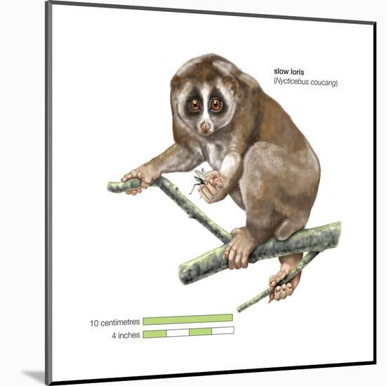 Slow Loris (Nycticebus Coucang), Primate, Mammals-Encyclopaedia Britannica-Mounted Poster