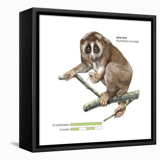 Slow Loris (Nycticebus Coucang), Primate, Mammals-Encyclopaedia Britannica-Framed Stretched Canvas