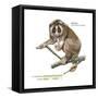 Slow Loris (Nycticebus Coucang), Primate, Mammals-Encyclopaedia Britannica-Framed Stretched Canvas