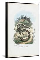 Slow Worm, 1863-79-Raimundo Petraroja-Framed Stretched Canvas