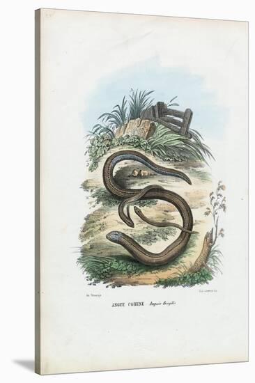 Slow Worm, 1863-79-Raimundo Petraroja-Stretched Canvas