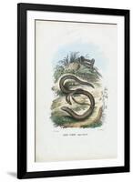 Slow Worm, 1863-79-Raimundo Petraroja-Framed Giclee Print