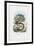 Slow Worm, 1863-79-Raimundo Petraroja-Framed Giclee Print