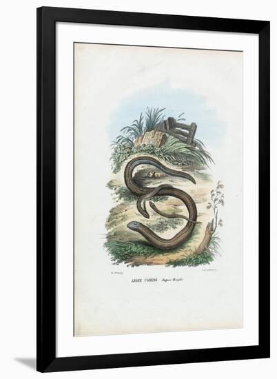 Slow Worm, 1863-79-Raimundo Petraroja-Framed Giclee Print