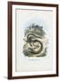 Slow Worm, 1863-79-Raimundo Petraroja-Framed Giclee Print