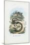 Slow Worm, 1863-79-Raimundo Petraroja-Mounted Giclee Print