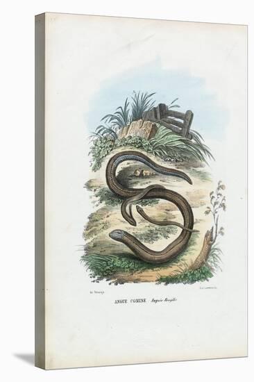 Slow Worm, 1863-79-Raimundo Petraroja-Stretched Canvas