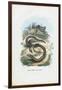 Slow Worm, 1863-79-Raimundo Petraroja-Framed Giclee Print