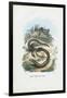 Slow Worm, 1863-79-Raimundo Petraroja-Framed Giclee Print