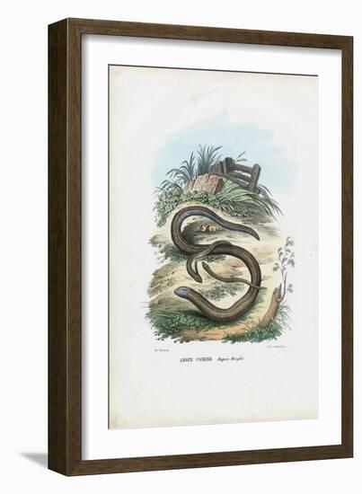 Slow Worm, 1863-79-Raimundo Petraroja-Framed Giclee Print