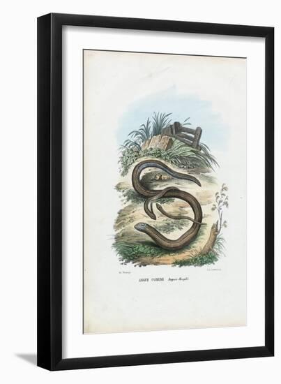Slow Worm, 1863-79-Raimundo Petraroja-Framed Giclee Print