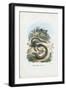 Slow Worm, 1863-79-Raimundo Petraroja-Framed Giclee Print