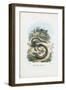 Slow Worm, 1863-79-Raimundo Petraroja-Framed Premium Giclee Print
