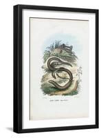 Slow Worm, 1863-79-Raimundo Petraroja-Framed Premium Giclee Print
