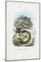 Slow Worm, 1863-79-Raimundo Petraroja-Mounted Premium Giclee Print
