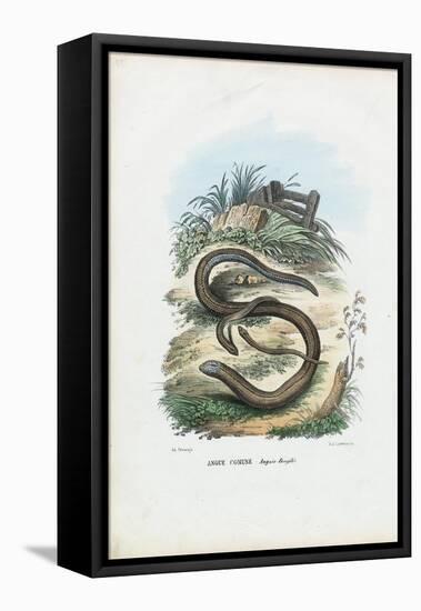 Slow Worm, 1863-79-Raimundo Petraroja-Framed Stretched Canvas