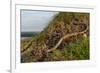 Slow worm (Anguis fragilis) on coastal clifftop grassland. Cornwall, England, UK-Nick Upton-Framed Photographic Print