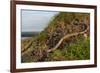 Slow worm (Anguis fragilis) on coastal clifftop grassland. Cornwall, England, UK-Nick Upton-Framed Photographic Print