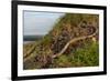 Slow worm (Anguis fragilis) on coastal clifftop grassland. Cornwall, England, UK-Nick Upton-Framed Photographic Print