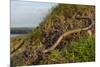 Slow worm (Anguis fragilis) on coastal clifftop grassland. Cornwall, England, UK-Nick Upton-Mounted Photographic Print