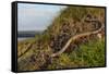 Slow worm (Anguis fragilis) on coastal clifftop grassland. Cornwall, England, UK-Nick Upton-Framed Stretched Canvas